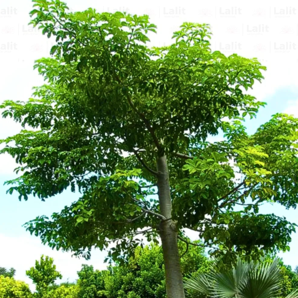 Buy Kalpvriksha | Adansonia Digitata (African Baobab) – Plant Online at Lalitenterprise