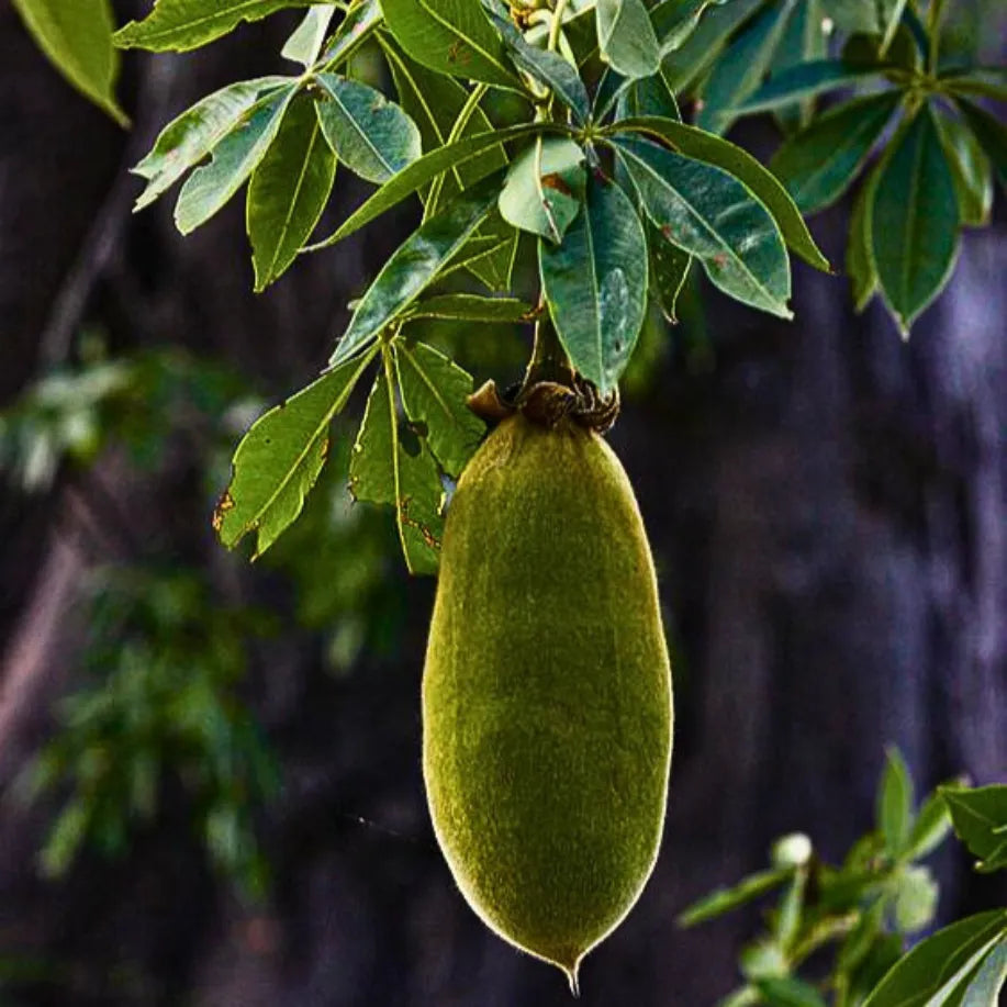 Buy African Baobab – Plant Online at Lalitenterprise