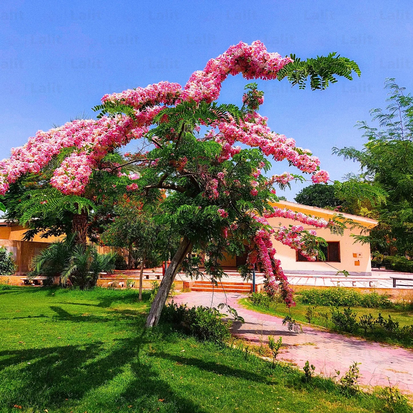 Buy Pink Shower Tree Online at Lalitenterprise