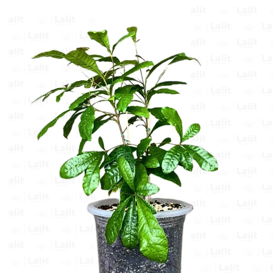 Buy Miracle Fruit (Synsepalum Dulcificum) - Plant Online at Lalitenterprise