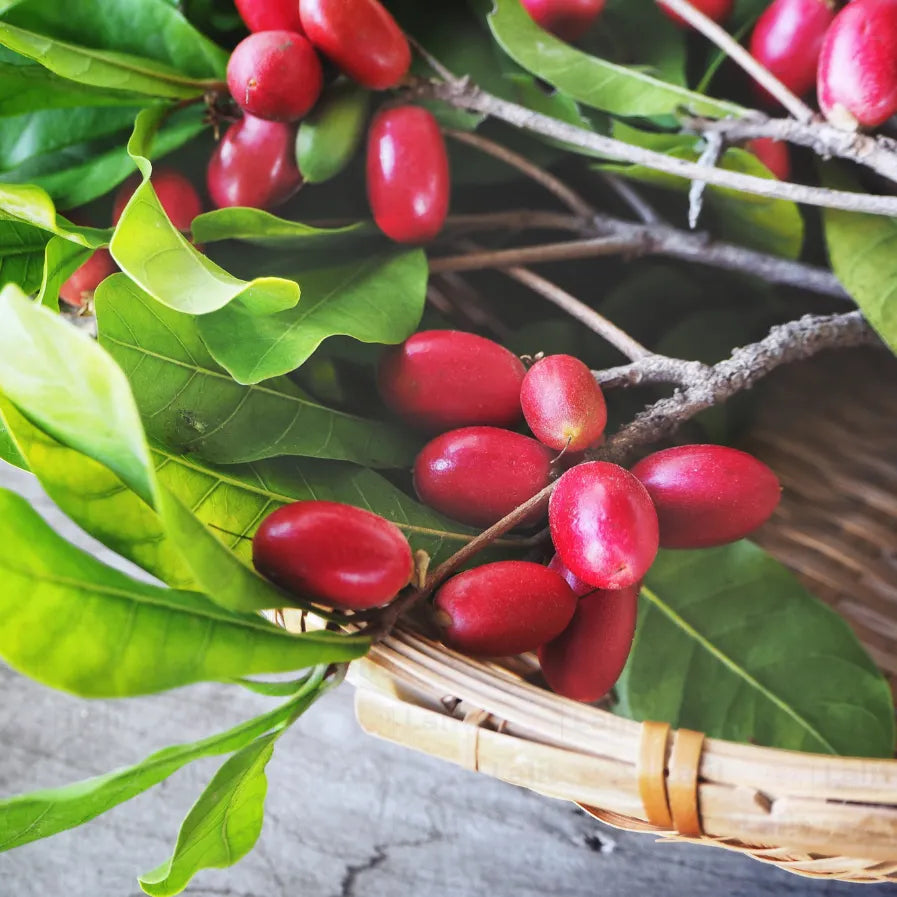 Buy Synsepalum Dulcificum - Plant Online at Lalitenterprise