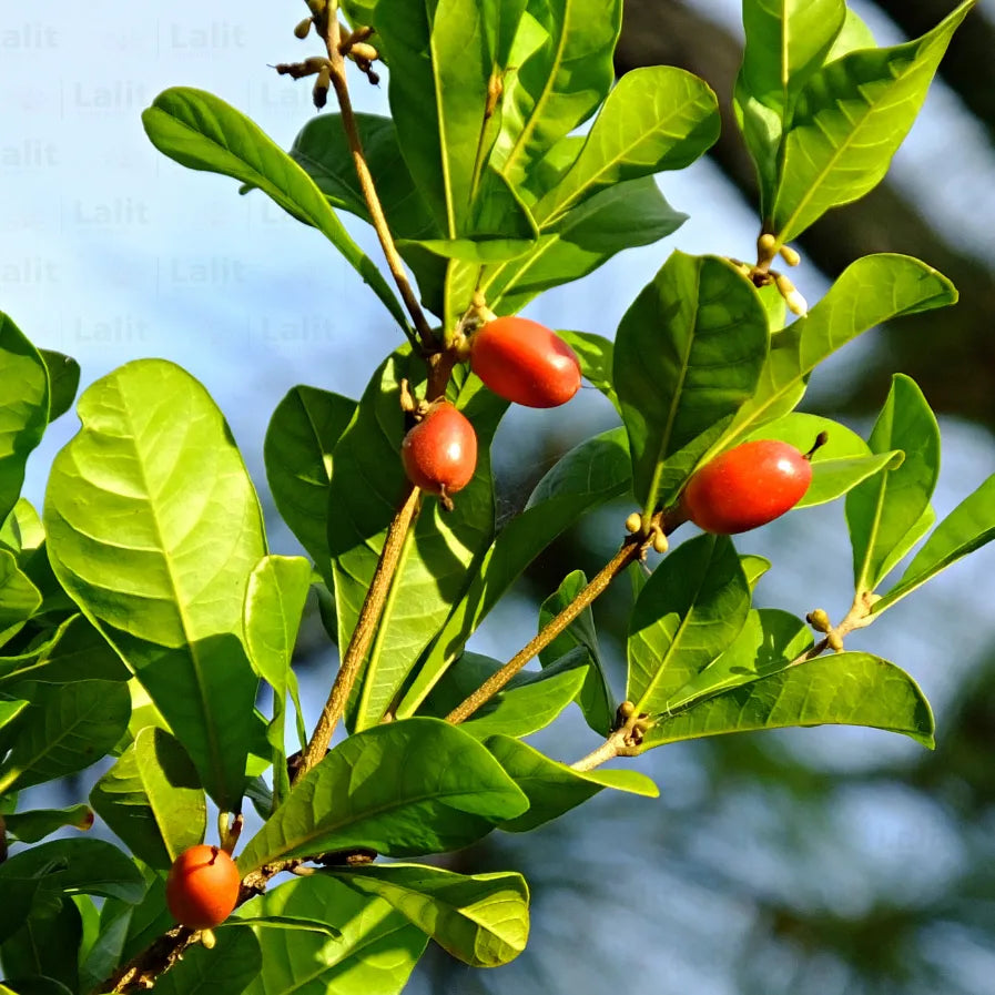 Buy Miracle Fruit - Plant Online at Lalitenterprise