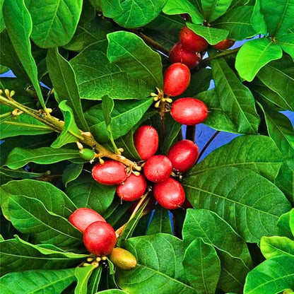 Buy Miracle Fruit (Synsepalum Dulcificum) - Plant Online at Lalitenterprise