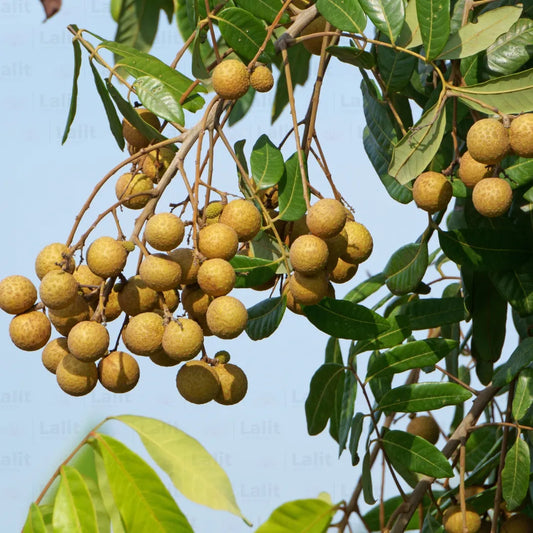 Buy Longan (Dimocarpus Longan) "Dragon's Eye" - Plant Online at Lalitenterprise