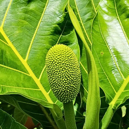 Buy Artocarpus Altilis - Plant Online at Lalitenterprise