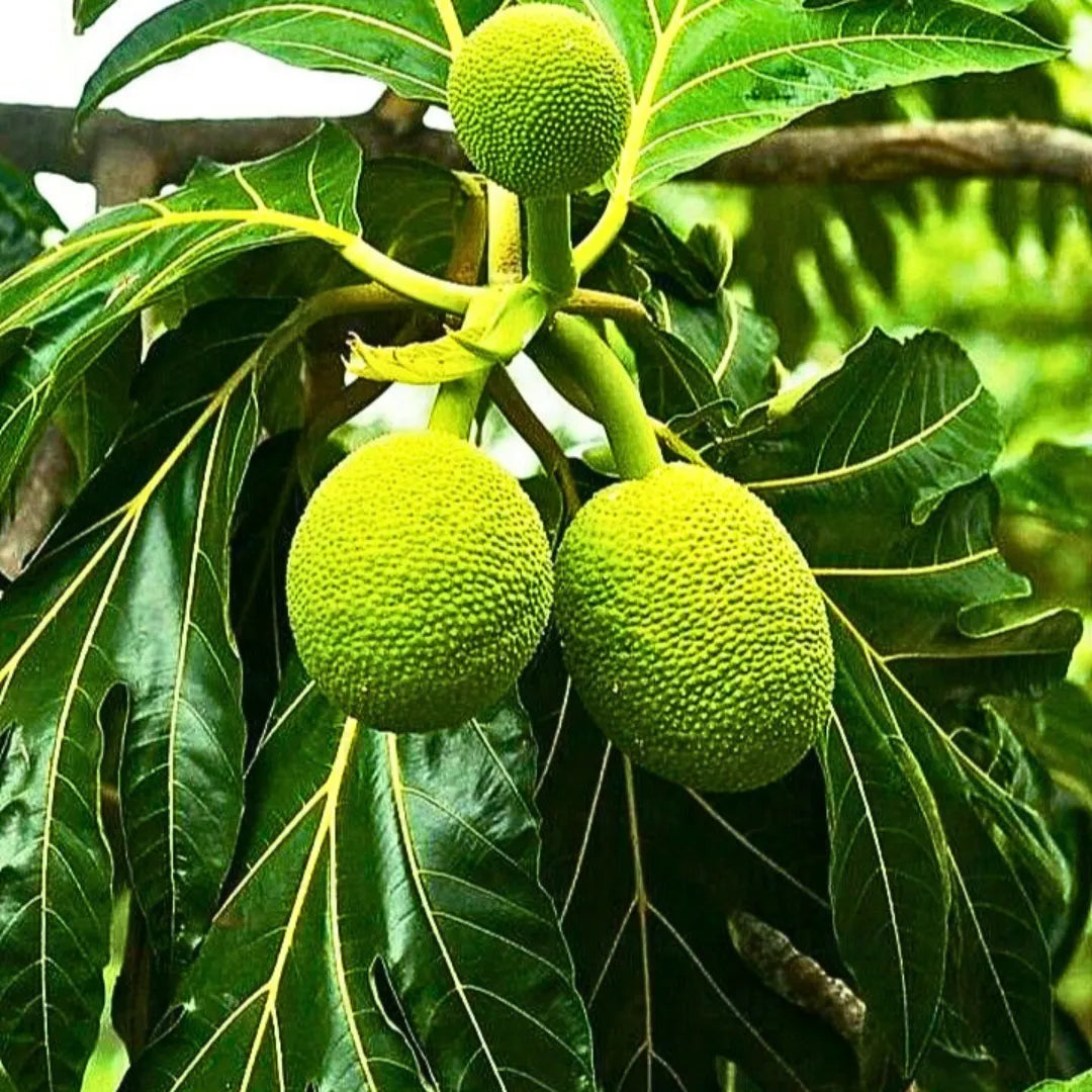 Buy Breadfruit (Artocarpus Altilis) - Plant Online at Lalitenterprise