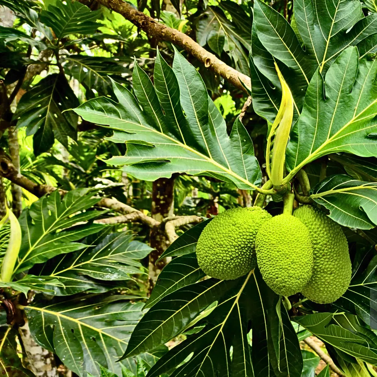 Buy Breadfruit - Plant Online at Lalitenterprise