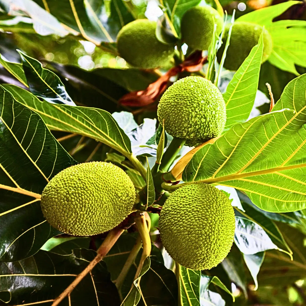 Buy Artocarpus Altilis - Plant Online at Lalitenterprise