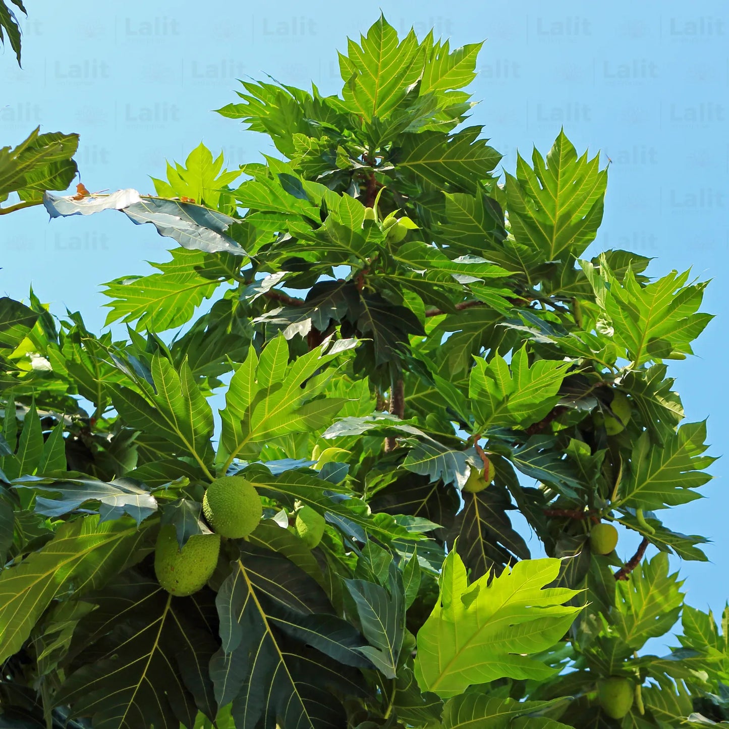 Buy Breadfruit - Plant Online at Lalitenterprise