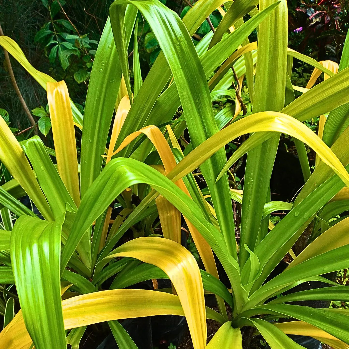 Buy Golden Crinum Lily - Plant Online at Lalitenterprise