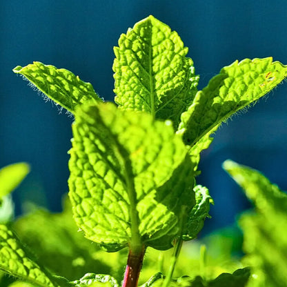 Buy Mint (Mentha Piperita ) - Plant Online at Lalitenterprise