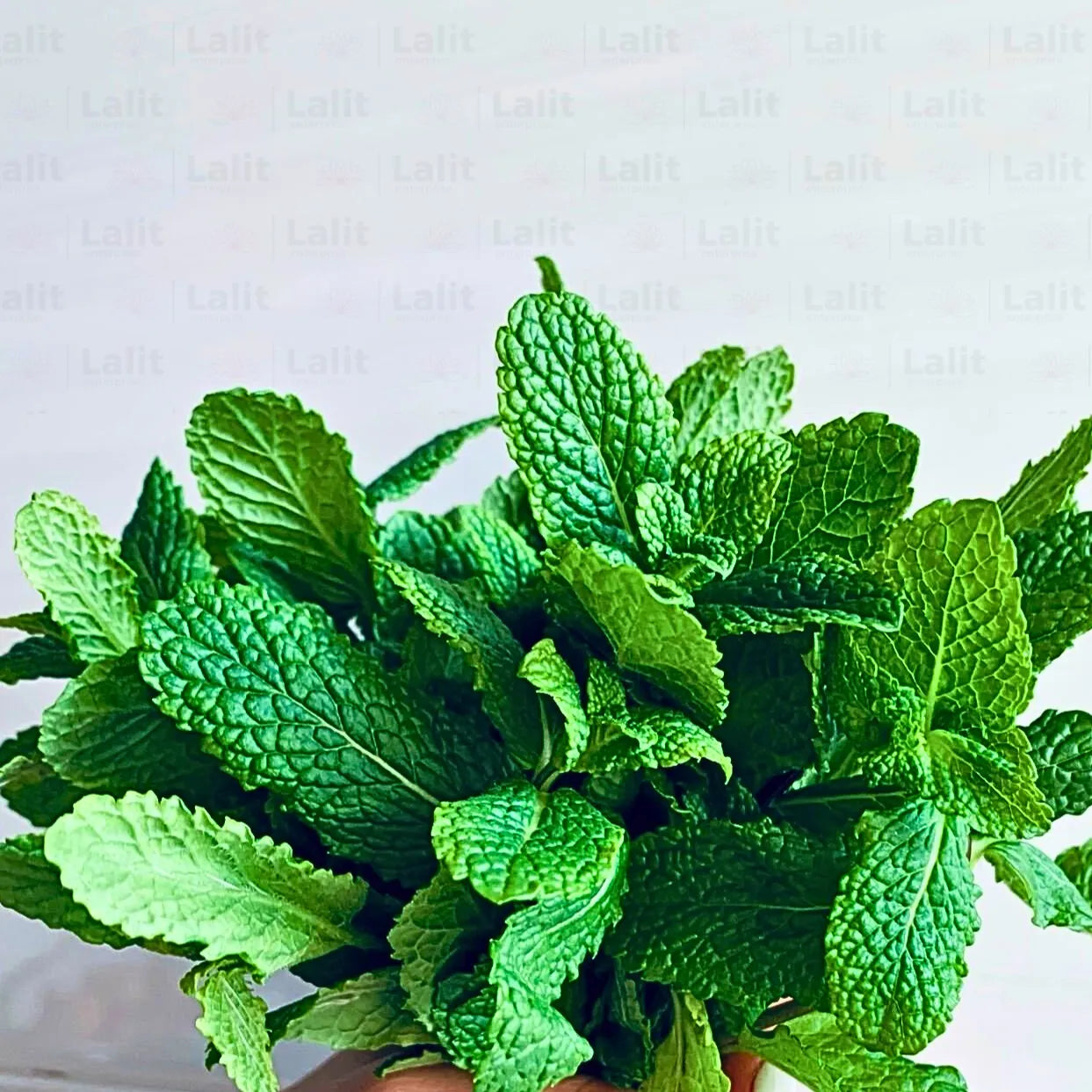 Buy Mentha Piperita - Plant Online at Lalitenterprise