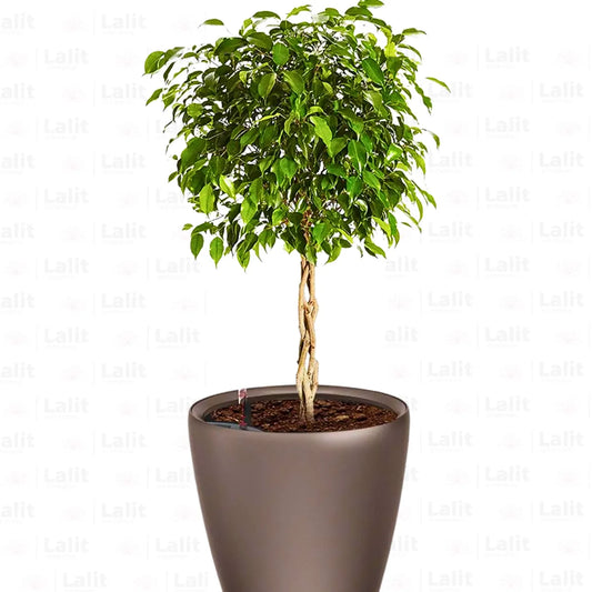 Buy Ficus Black (Ficus Benjamina) - Plant Online at Lalitenterprise