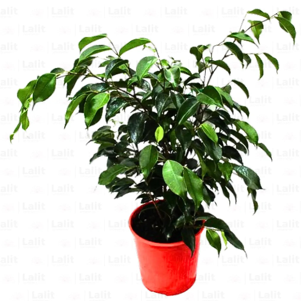 Buy Ficus Black (Ficus Benjamina) - Plant Online at Lalitenterprise