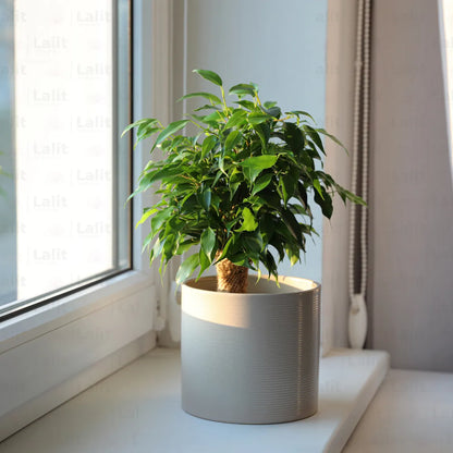 Buy  Ficus Benjamina - Plant Online at Lalitenterprise