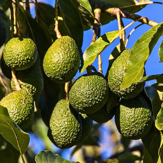 Buy Avocado (Persea Americana) - Plant Online at Lalitenterprise