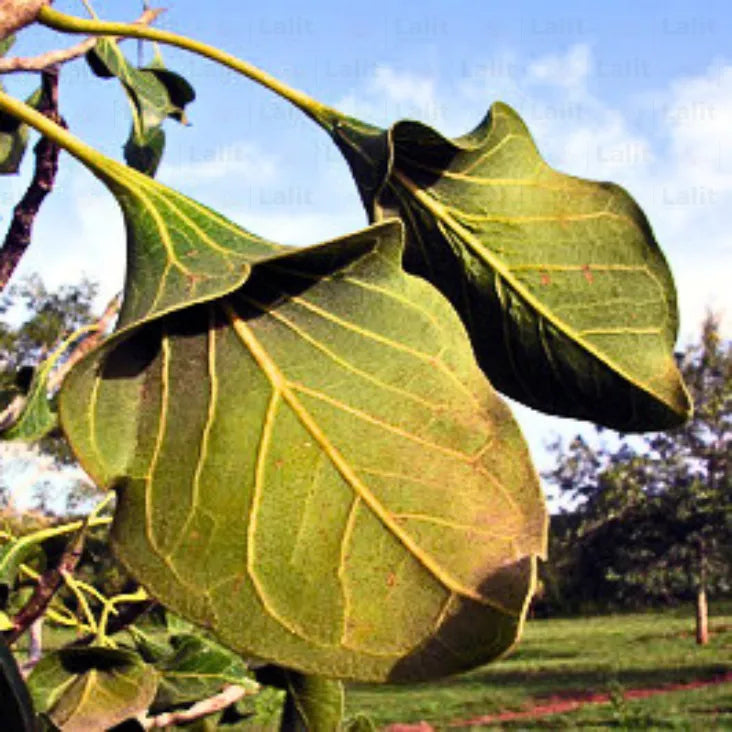 Buy Krishna Fig, Makhan Katori - Plant Online at Lalitenterprise