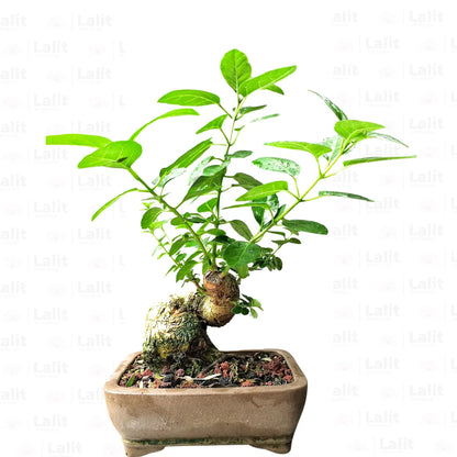 Buy Premna Japonica "Bonsai" (Musk Maple) - Plant Online at Lalitenterprise