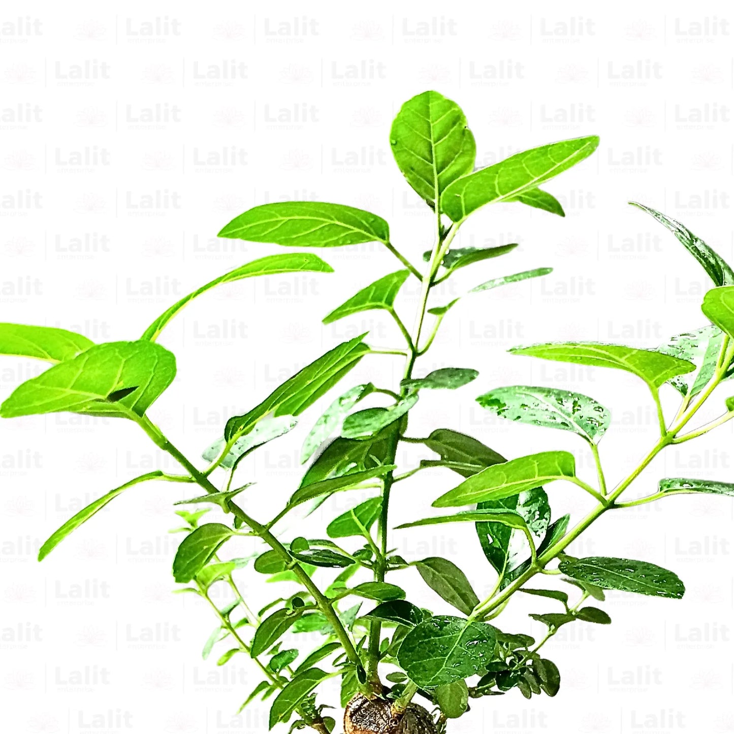 Buy Premna Japonica "Bonsai" - Plant Online at Lalitenterprise