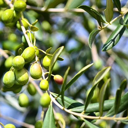 Buy Olea Europaea - Plant Online at Lalitenterprise