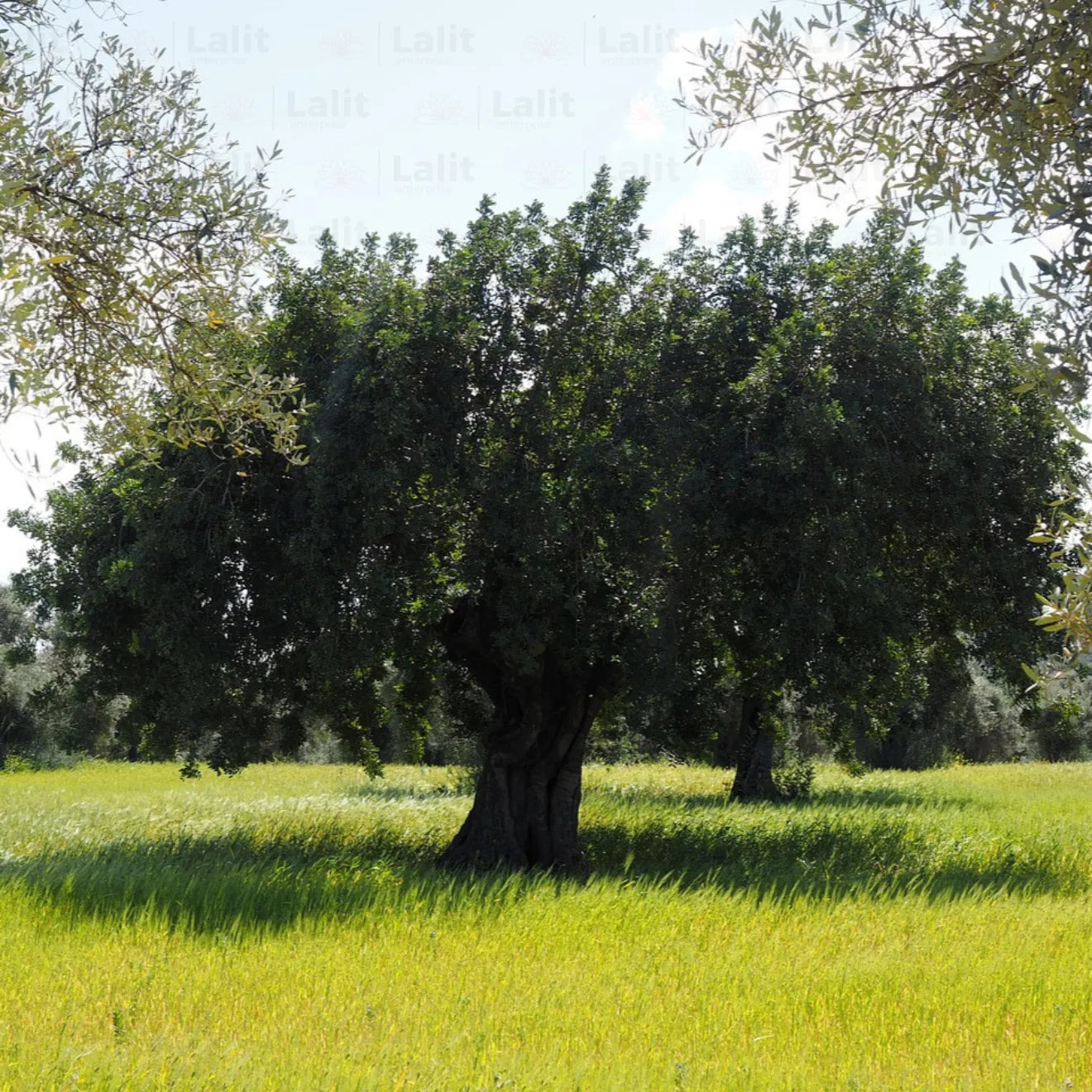 Buy Olea Europaea - Plant Online at Lalitenterprise