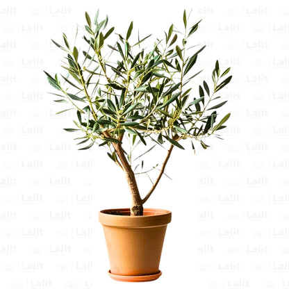 Buy Olive (Olea Europaea) - Plant Online at Lalitenterprise