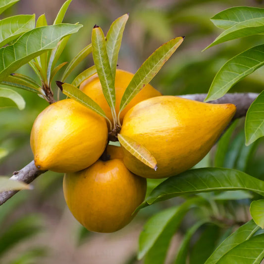 Buy Egg Fruit (Pouteria Campechiana) - Plant Online at Lalitenterprise