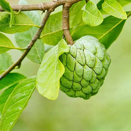 Buy Sugar Apple Grafted, Sitafal (Annona Squamosa) "Custard Apple" - Plant Online at Lalitenterprise