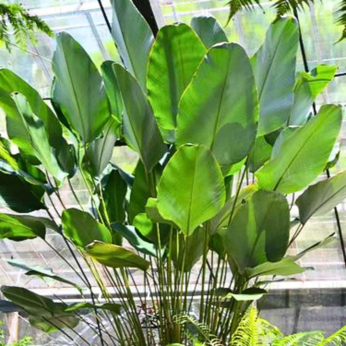 Buy Calathea Lutea - Plant Online at Lalitenterprise