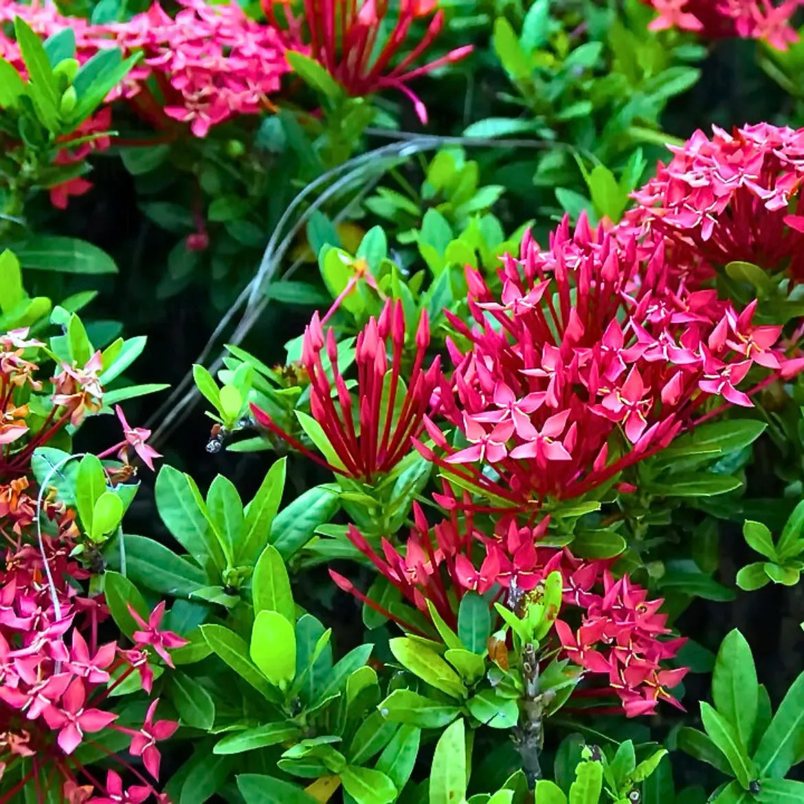 Buy Ixora Chinensis - Plant Online at Lalitenterprise