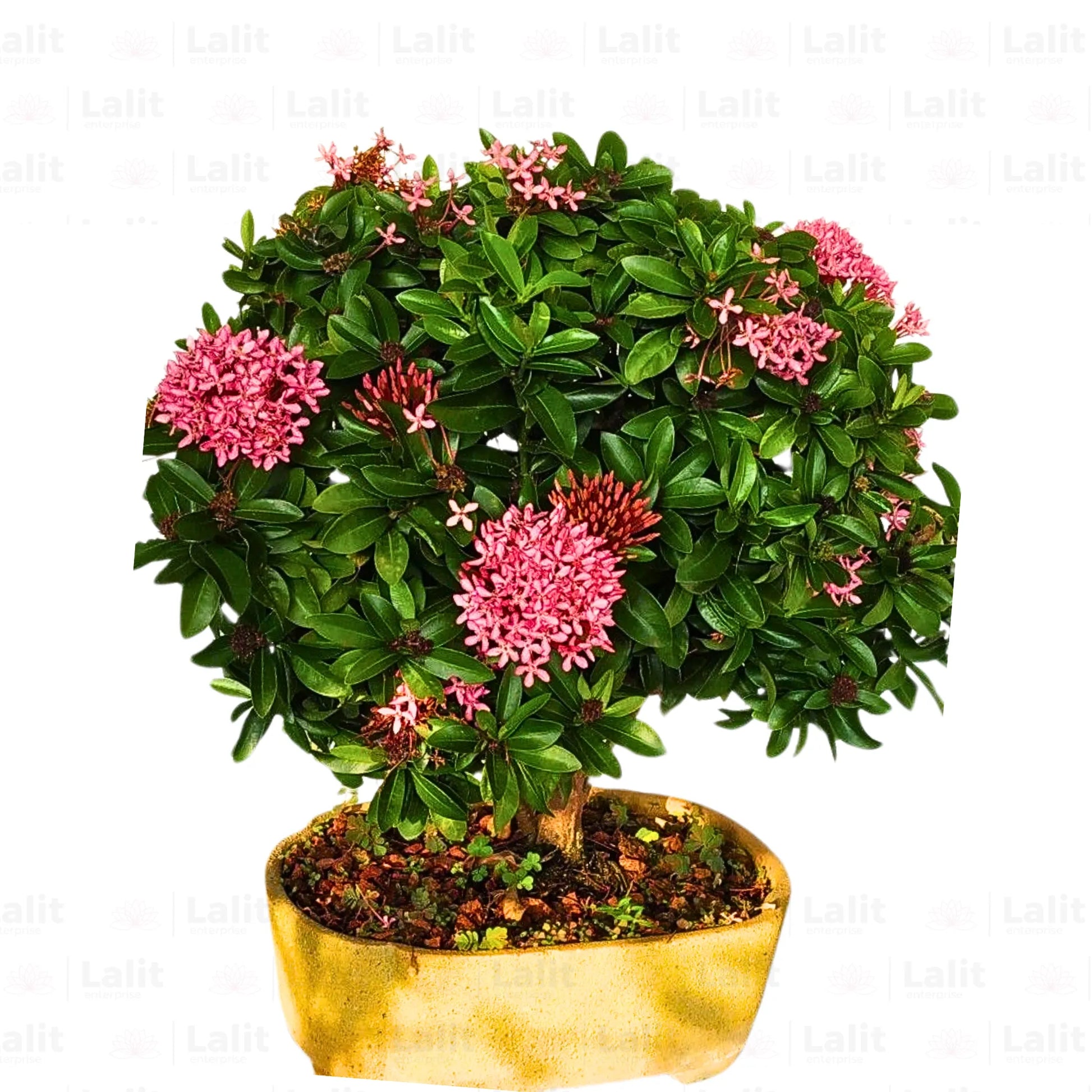 Buy Ixora Semi Miniature (Ixora Chinensis) - Plant Online at Lalitenterprise