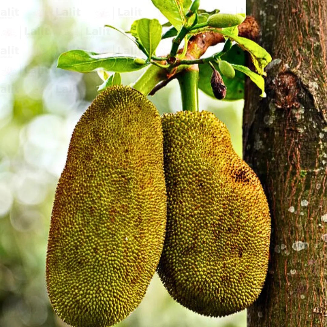 Buy Jackfruit, Kathal (Artocarpus Heterophyllus) "Grafted Hybrid" - Plant Online at Lalitenterprise