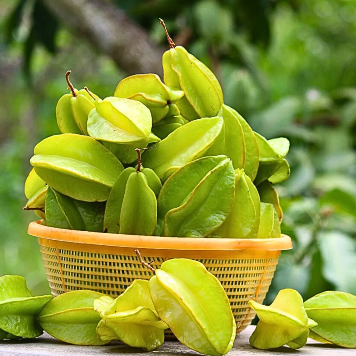 Buy Star Fruit - Plant Online at Lalitenterprise