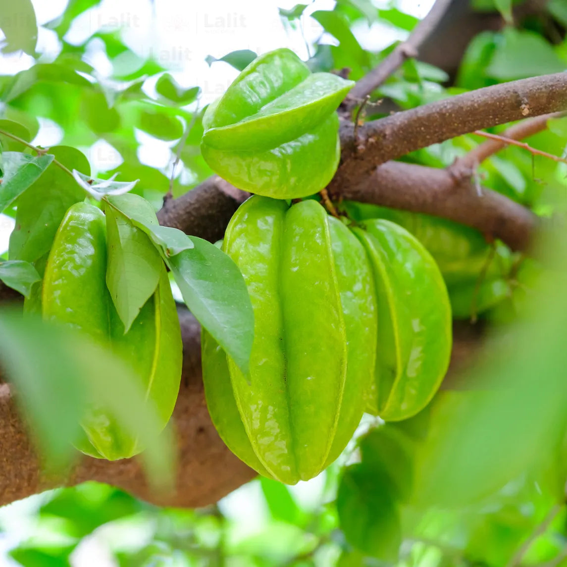 Buy Star Fruit (Averrhoa Carambola) - Plant Online at Lalitenterprise