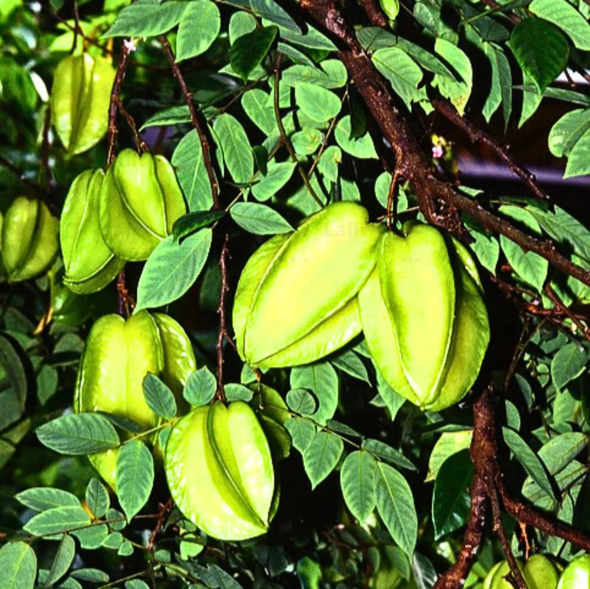 Buy Averrhoa Carambola - Plant Online at Lalitenterprise