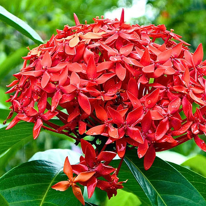 Buy "Singapuri Ixora" Red - Plant online at Lalitenterprise