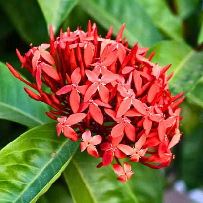 Buy Ixora Coccinea "Singapuri Ixora" - Plant online at Lalitenterprise