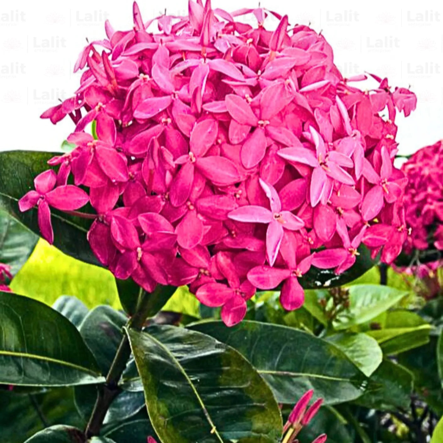 Buy  "Singapuri Ixora" Pink - Plant online at Lalitenterprise