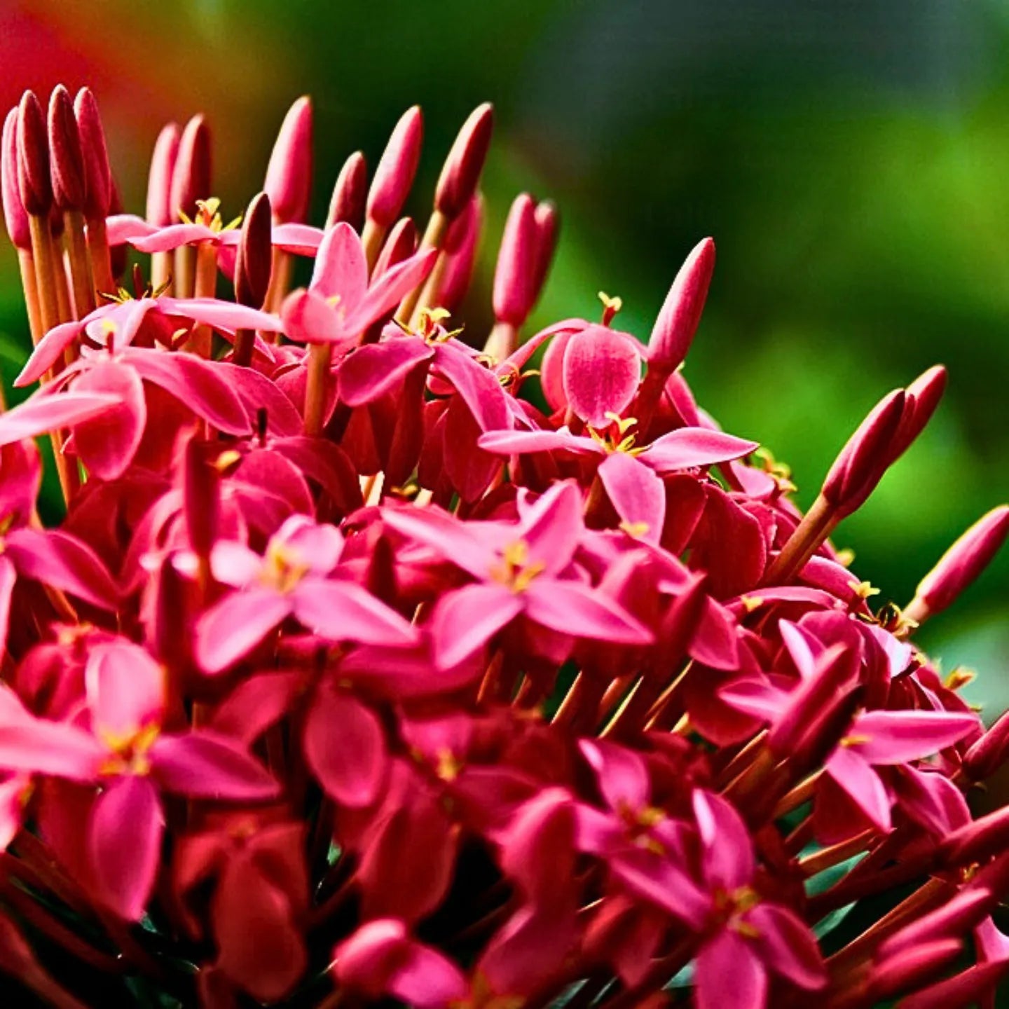 Buy Singapuri Ixora - Plant online at Lalitenterprise