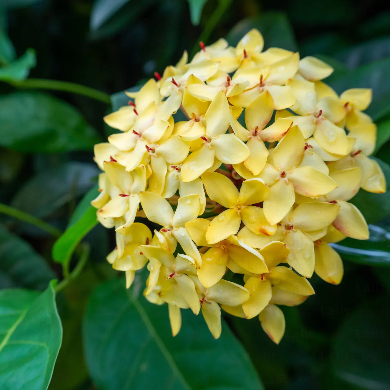 Buy Ixora Coccinea "Singapuri Ixora" Yellow - Plant online at Lalitenterprise