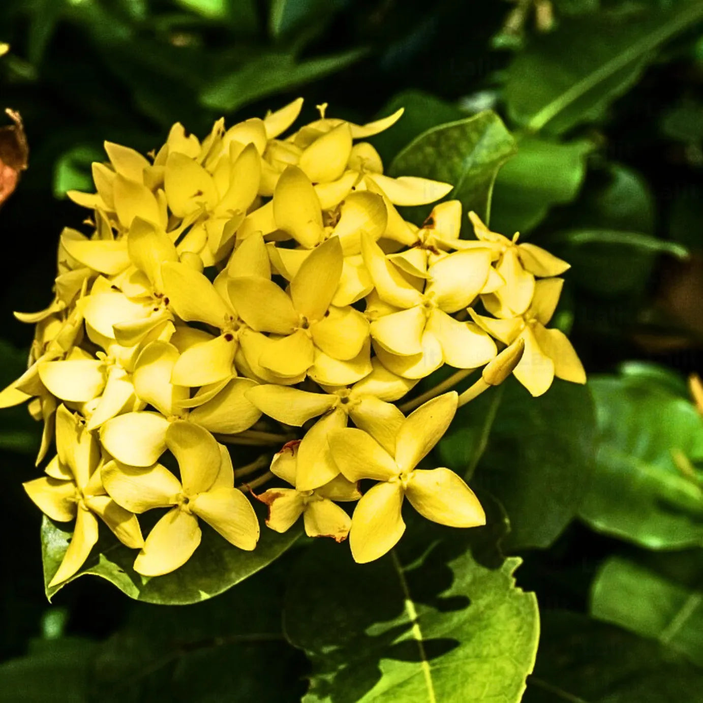 Buy Ixora Coccinea "Singapuri Ixora" - Plant online at Lalitenterprise