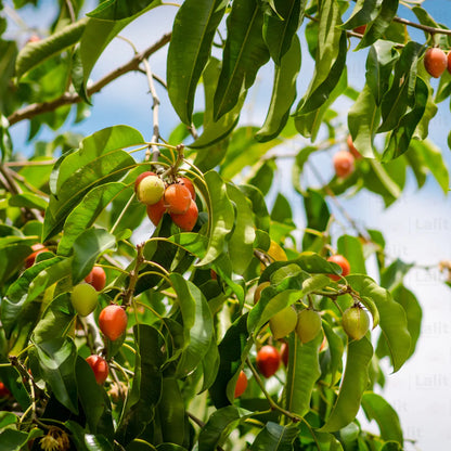 Buy Spanish Cherry  - Plant Online at Lalitenterprise