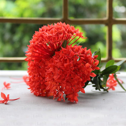 Buy Ixora Dwarf (Ixora Chinensis) Red - Plant Online at Lalitenterprise