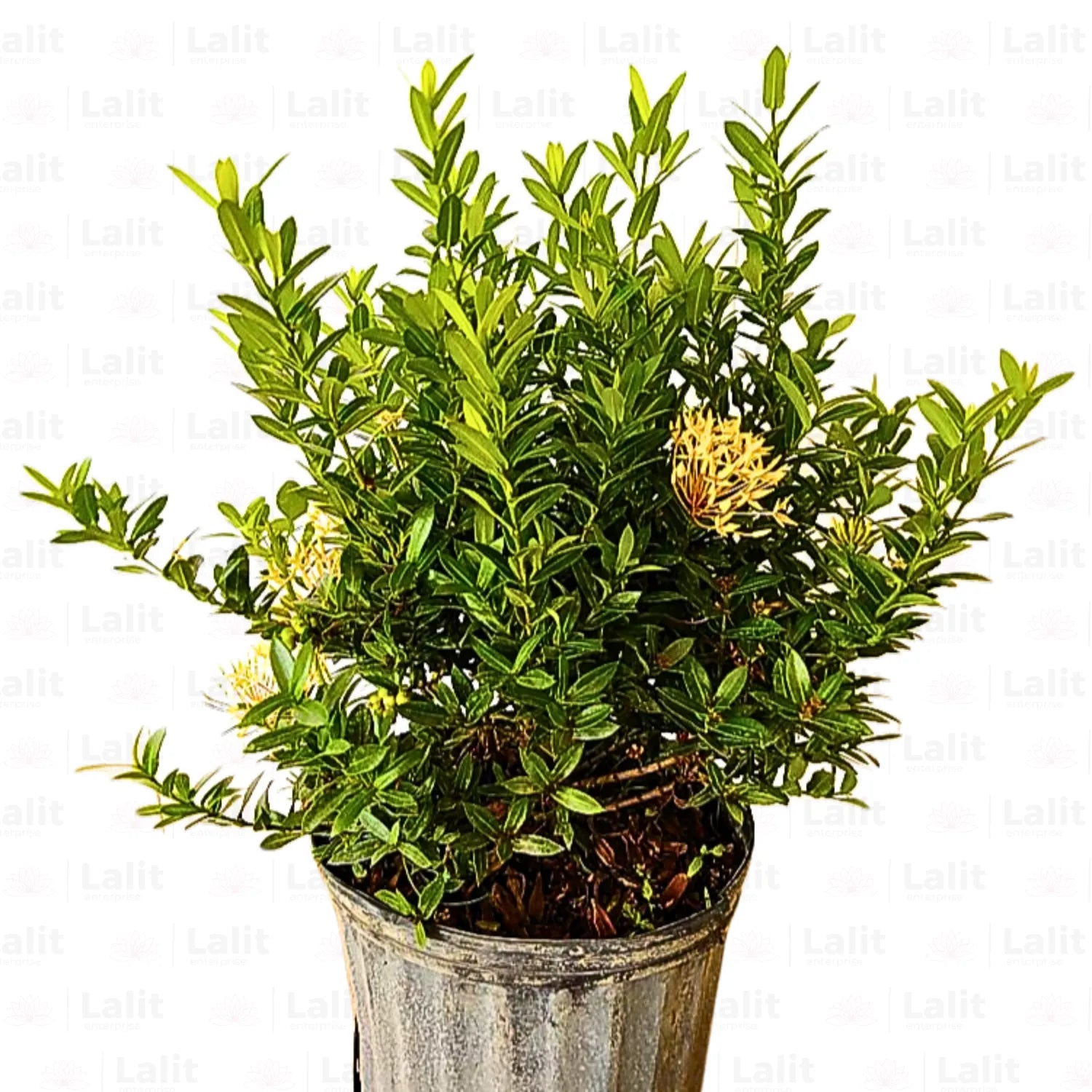 Buy Ixora Dwarf (Ixora Chinensis) Yellow - Plant Online at Lalitenterprise