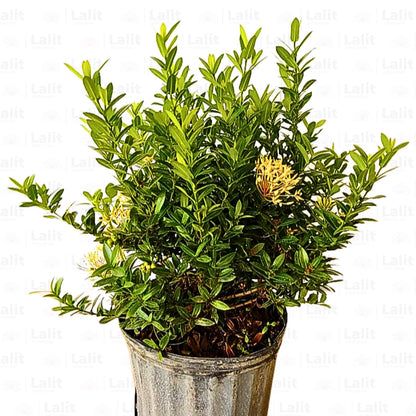 Buy Ixora Dwarf (Ixora Chinensis) Yellow - Plant Online at Lalitenterprise