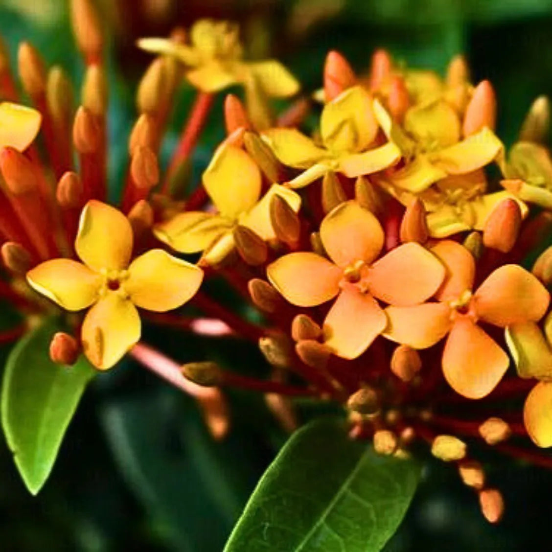 Buy Ixora Chinensis - Plant Online at Lalitenterprise