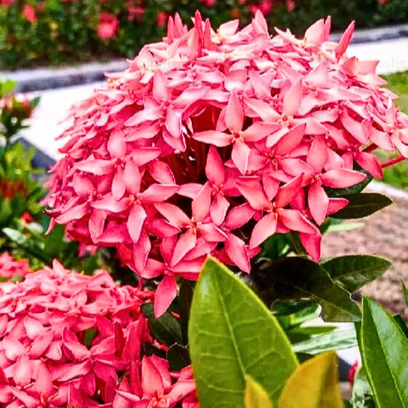 Buy Ixora Dwarf (Ixora Chinensis) - Plant Online at Lalitenterprise