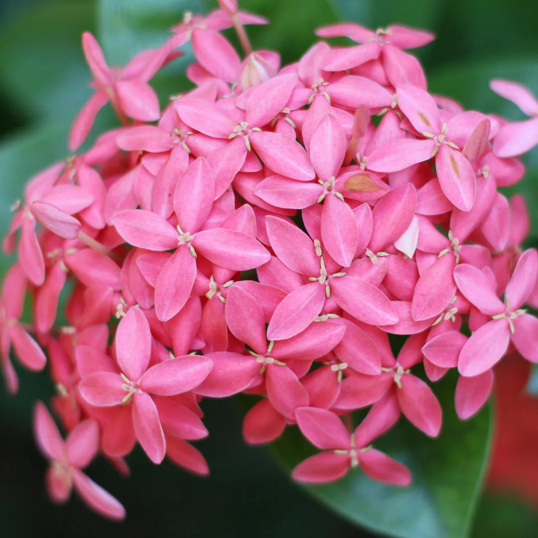 Buy Ixora Dwarf (Ixora Chinensis) - Plant Online at Lalitenterprise