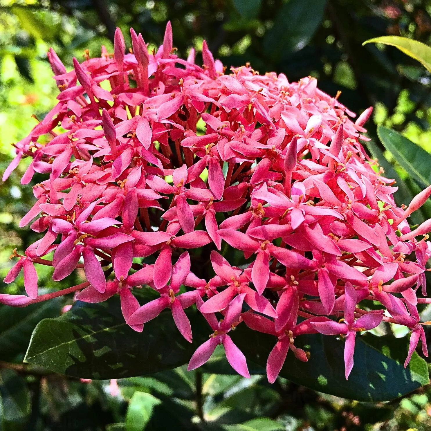 Buy Ixora Dwarf (Ixora Chinensis) - Plant Online at Lalitenterprise