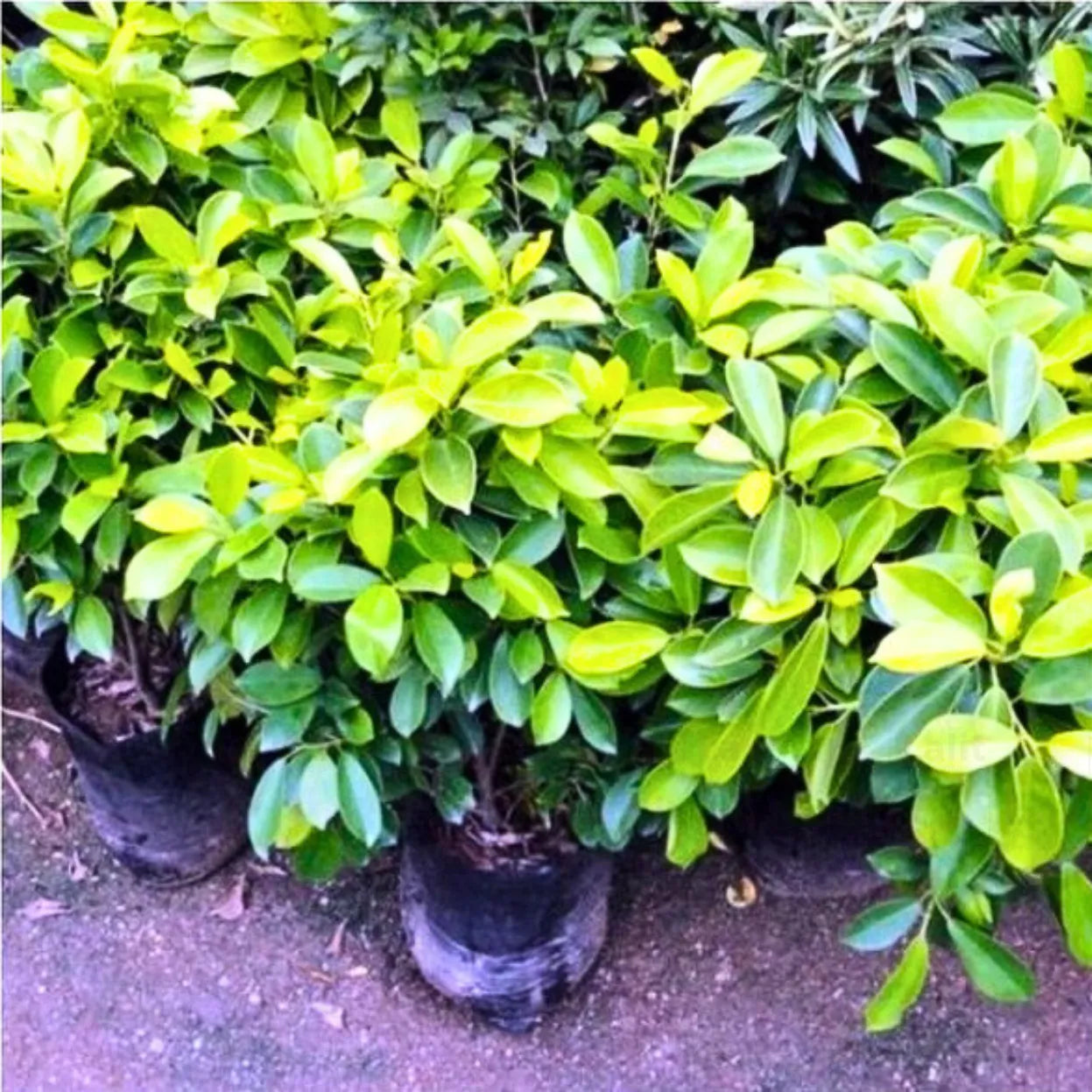 Ficus Panda - Plant